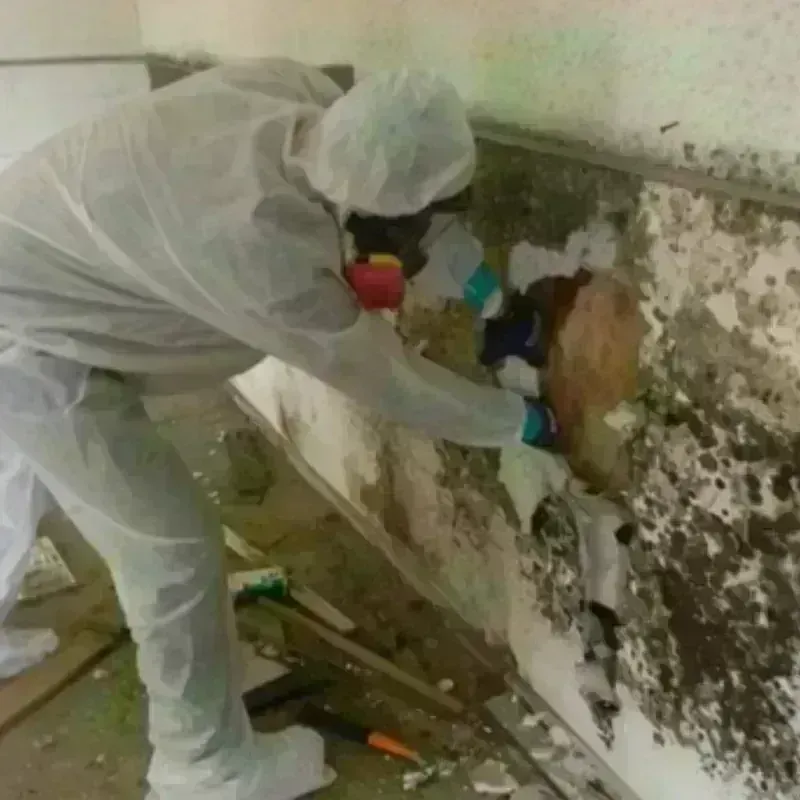 Mold Remediation and Removal in Hopkins County, KY